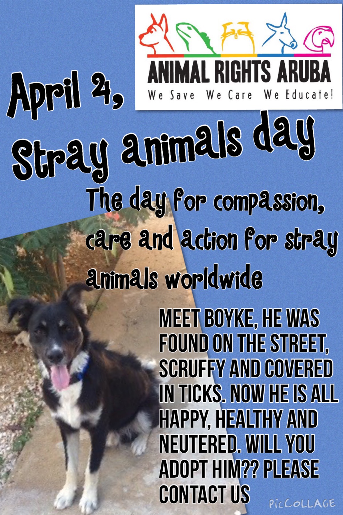Stray Animals Day | Animal Rights Aruba